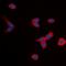 Bradykinin Receptor B1 antibody, orb393224, Biorbyt, Immunofluorescence image 