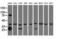Quinolinate Phosphoribosyltransferase antibody, LS-C115488, Lifespan Biosciences, Western Blot image 