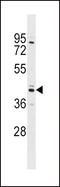 Sex Hormone Binding Globulin antibody, LS-C169069, Lifespan Biosciences, Western Blot image 