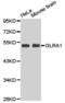 Glycine Receptor Alpha 1 antibody, TA327455, Origene, Western Blot image 