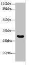 Small Nuclear Ribonucleoprotein U11/U12 Subunit 35 antibody, orb38093, Biorbyt, Western Blot image 