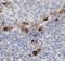Cathelicidin Antimicrobial Peptide antibody, FNab01241, FineTest, Immunohistochemistry frozen image 