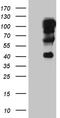 Transcription Factor 12 antibody, CF809696, Origene, Western Blot image 