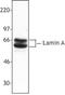 Lamin A/C antibody, TA328054, Origene, Western Blot image 