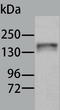 Ro antibody, TA321294, Origene, Western Blot image 