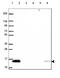 KIAA0040 antibody, HPA068812, Atlas Antibodies, Western Blot image 