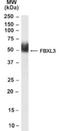 F-box/LRR-repeat protein 3 antibody, NB100-53784, Novus Biologicals, Western Blot image 