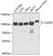 Cold Shock Domain Containing E1 antibody, 19-954, ProSci, Western Blot image 