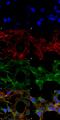 Acrolein antibody, MA5-27553, Invitrogen Antibodies, Immunofluorescence image 