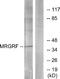 MAS Related GPR Family Member F antibody, A30838, Boster Biological Technology, Western Blot image 
