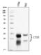 Cathepsin B antibody, A01456-3, Boster Biological Technology, Western Blot image 
