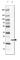 HMGN1 antibody, HPA048694, Atlas Antibodies, Western Blot image 