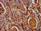 NACHT, LRR and PYD domains-containing protein 7 antibody, LS-C675188, Lifespan Biosciences, Immunohistochemistry paraffin image 