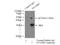 DnaJ Heat Shock Protein Family (Hsp40) Member B9 antibody, 13157-1-AP, Proteintech Group, Immunoprecipitation image 