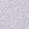 Aquaporin-4 antibody, AMAb90537, Atlas Antibodies, Immunohistochemistry frozen image 