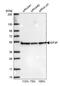 Eukaryotic Translation Initiation Factor 3 Subunit F antibody, HPA049250, Atlas Antibodies, Western Blot image 