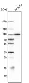 B-Raf Proto-Oncogene, Serine/Threonine Kinase antibody, AMAb91257, Atlas Antibodies, Western Blot image 