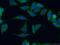 KRAS Proto-Oncogene, GTPase antibody, 16155-1-AP, Proteintech Group, Immunofluorescence image 