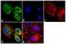 Follicle Stimulating Hormone Subunit Beta antibody, MIF2709, Invitrogen Antibodies, Immunofluorescence image 