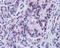 Sirtuin 4 antibody, orb329660, Biorbyt, Immunohistochemistry paraffin image 