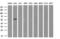 Cytochrome P450 Family 2 Subfamily C Member 9 antibody, M00465, Boster Biological Technology, Western Blot image 