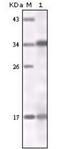 Interferon Alpha 13 antibody, NBP1-51538, Novus Biologicals, Western Blot image 