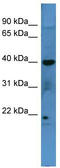 MAS Related GPR Family Member X3 antibody, TA342780, Origene, Western Blot image 