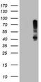 Serpinb1 antibody, TA800093, Origene, Western Blot image 