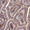 Meiosis Regulator For Oocyte Development antibody, HPA042928, Atlas Antibodies, Immunohistochemistry frozen image 