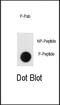 LEO1 antibody, PA5-12993, Invitrogen Antibodies, Dot Blot image 