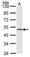 Flotillin 2 antibody, PA5-30033, Invitrogen Antibodies, Western Blot image 