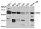 Carboxypeptidase A1 antibody, LS-C748934, Lifespan Biosciences, Western Blot image 