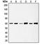 SRC Proto-Oncogene, Non-Receptor Tyrosine Kinase antibody, orb214604, Biorbyt, Western Blot image 