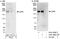 Rho Guanine Nucleotide Exchange Factor 12 antibody, A301-960A, Bethyl Labs, Western Blot image 