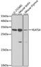 YEATS Domain Containing 4 antibody, A6318, ABclonal Technology, Western Blot image 