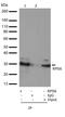 Ribosomal Protein S6 antibody, 710405, Invitrogen Antibodies, Immunoprecipitation image 