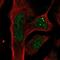 Plexin domain-containing protein 2 antibody, NBP1-92278, Novus Biologicals, Immunofluorescence image 