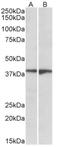 Sphingosine-1-Phosphate Receptor 5 antibody, AP32969PU-N, Origene, Western Blot image 