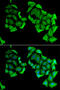 C4b-binding protein beta chain antibody, 22-158, ProSci, Immunofluorescence image 
