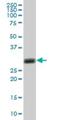 Family With Sequence Similarity 3 Member D antibody, H00131177-B02P, Novus Biologicals, Western Blot image 