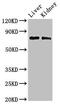 PHD finger protein 21A antibody, CSB-PA017911LA01HU, Cusabio, Western Blot image 