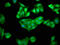 Choline Kinase Beta antibody, CSB-PA005354LA01HU, Cusabio, Immunofluorescence image 
