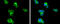 Phospholipase C Beta 2 antibody, GTX133765, GeneTex, Immunofluorescence image 