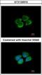 Prolyl-TRNA Synthetase 2, Mitochondrial antibody, GTX120510, GeneTex, Immunocytochemistry image 