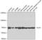 X-Ray Repair Cross Complementing 6 antibody, 13-312, ProSci, Western Blot image 