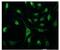 Cell division control protein 6 homolog antibody, ab75809, Abcam, Immunocytochemistry image 