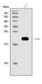 Claudin 2 antibody, A03033-1, Boster Biological Technology, Western Blot image 