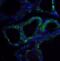 R-Spondin 1 antibody, 5171, ProSci Inc, Immunofluorescence image 