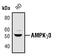 Protein Kinase AMP-Activated Non-Catalytic Subunit Gamma 3 antibody, PA5-17455, Invitrogen Antibodies, Western Blot image 