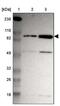 Zinc Finger Protein 267 antibody, PA5-52005, Invitrogen Antibodies, Western Blot image 